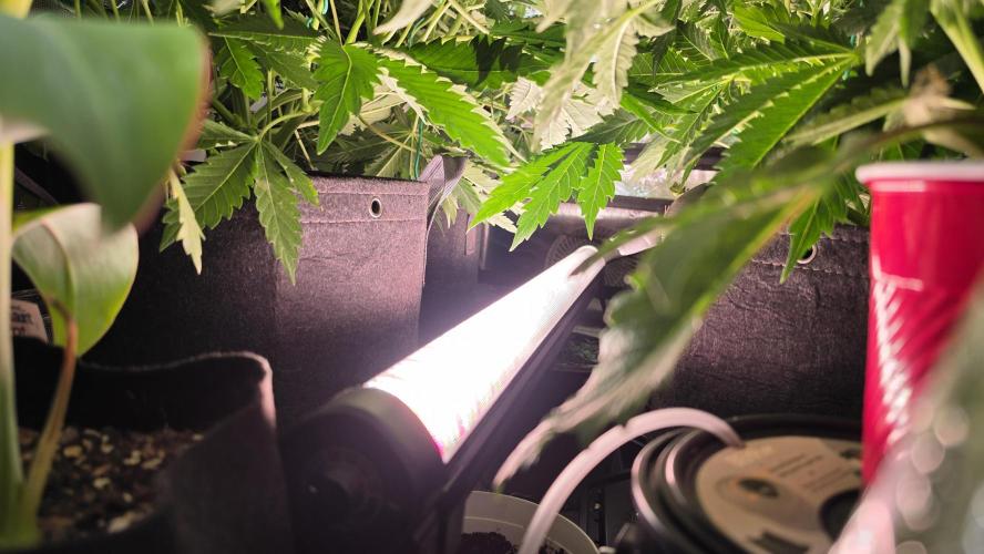 Black inferno autoflower. Week 5