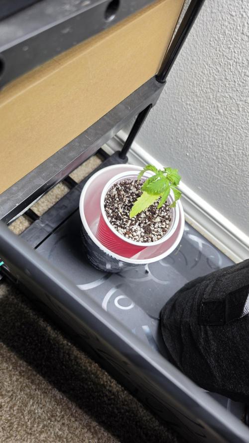seedsman mystery photoperiod. Week 2