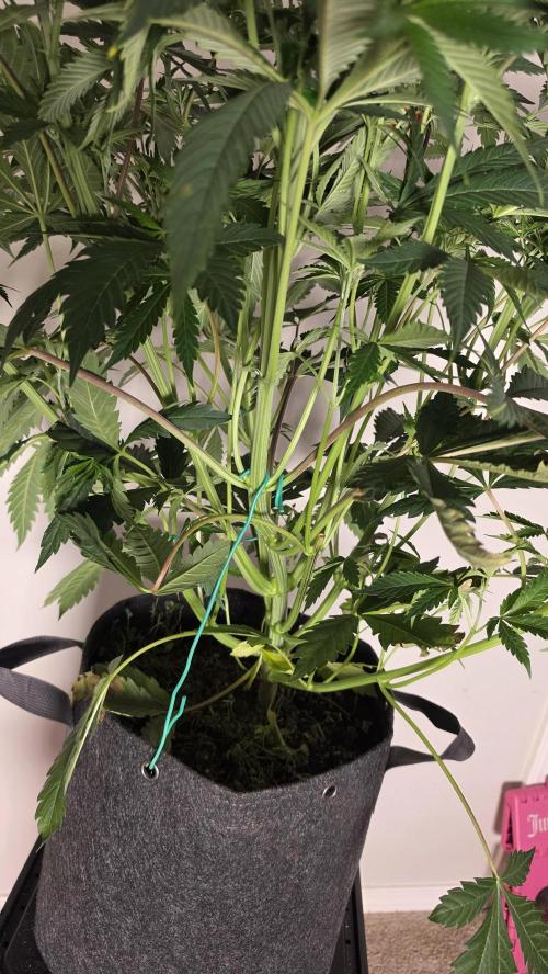 gmo cookies autoflower. Week 5