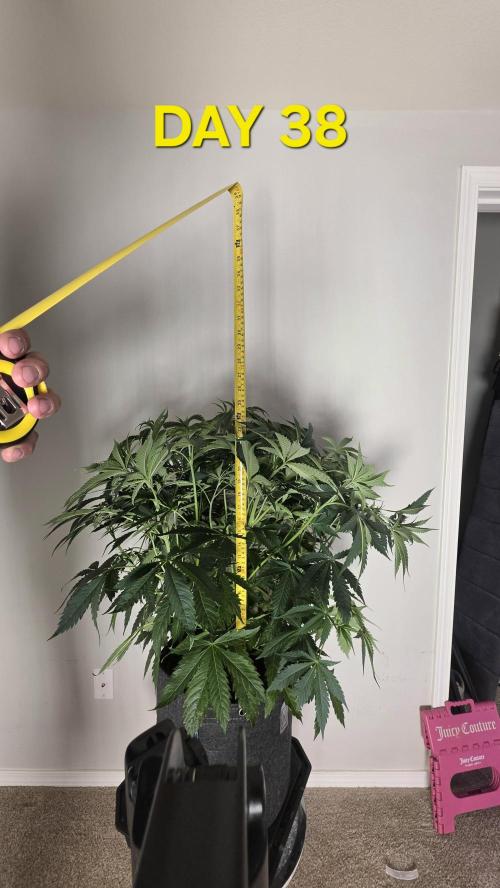 Black inferno autoflower. Week 5