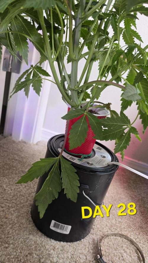gmo cookies autflower coco/dwc solo cup. Week 4 - day 28