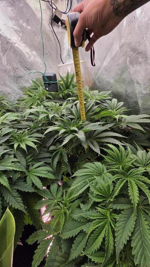 Lemon cherry gelato autoflower. Week 4