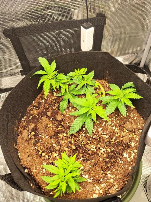 KA experimental duo. Week 4 - Day 30