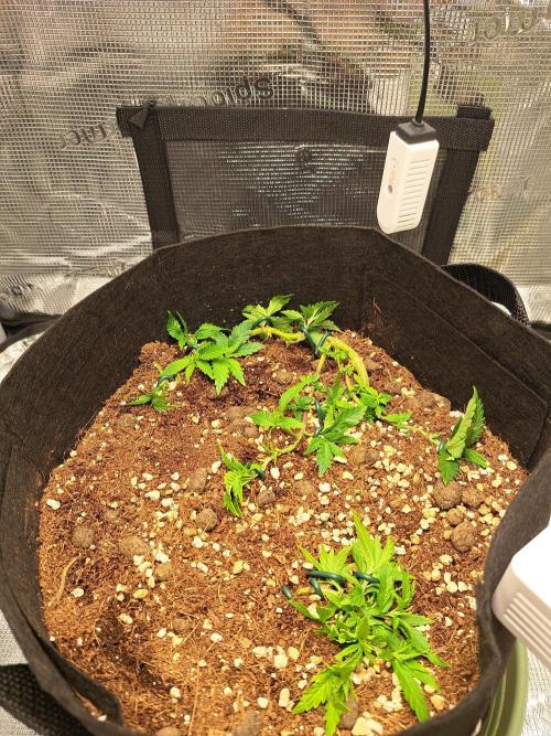 KA experimental duo. Week 4 - Day 31
