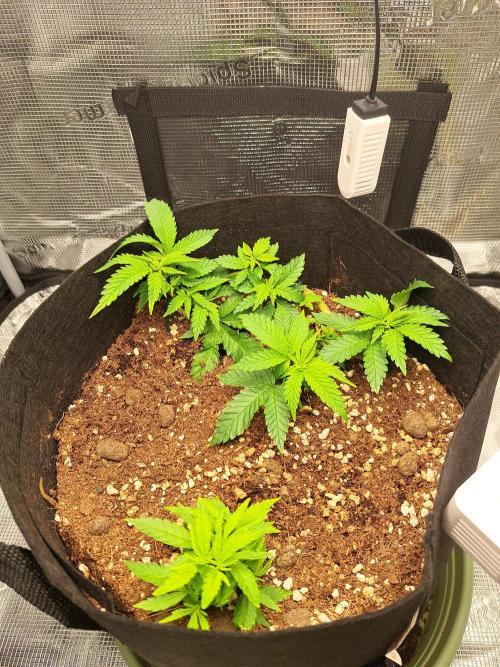 KA experimental duo. Week 4 - Day 31