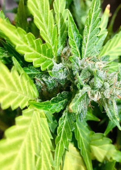 gorilla. Week 0