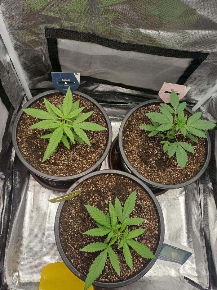 Fkj grow. Week 4