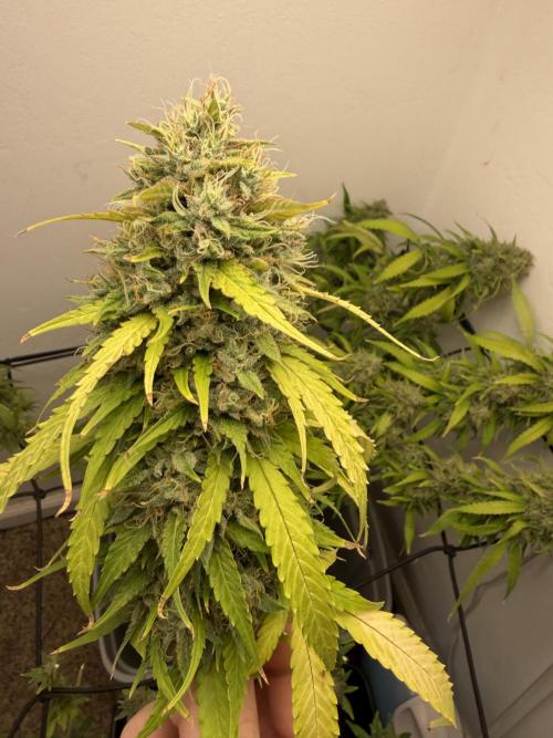 Bagseed run. Week 12