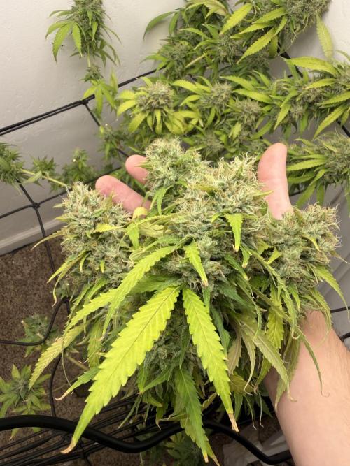Bagseed run. Week 12