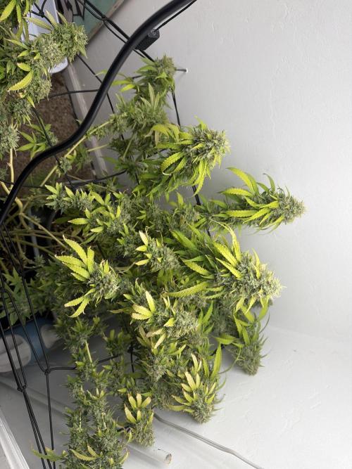 Bagseed run. Week 12