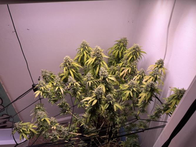 Bagseed run. Week 11