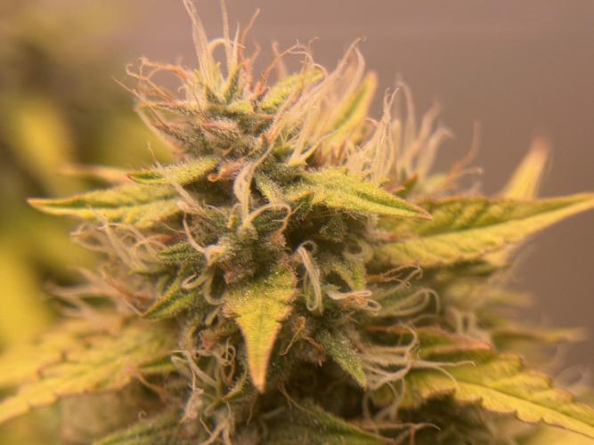 Bagseed run. Week 11