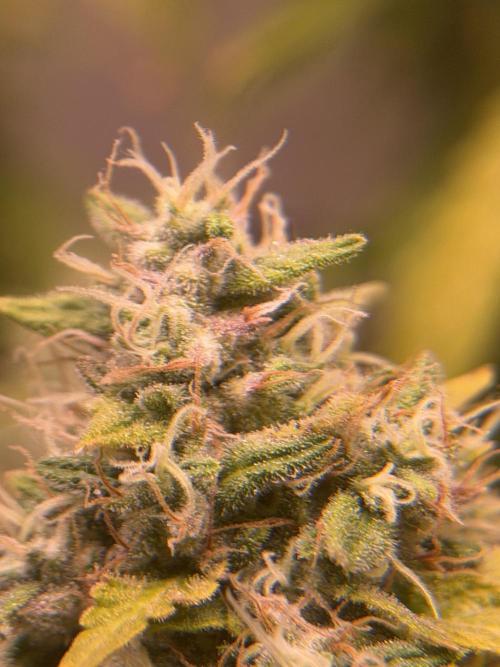 Bagseed run. Week 11