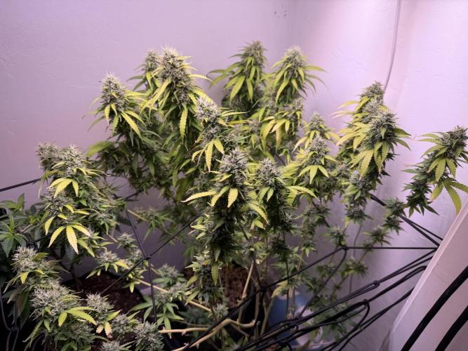 Bagseed run. Week 10