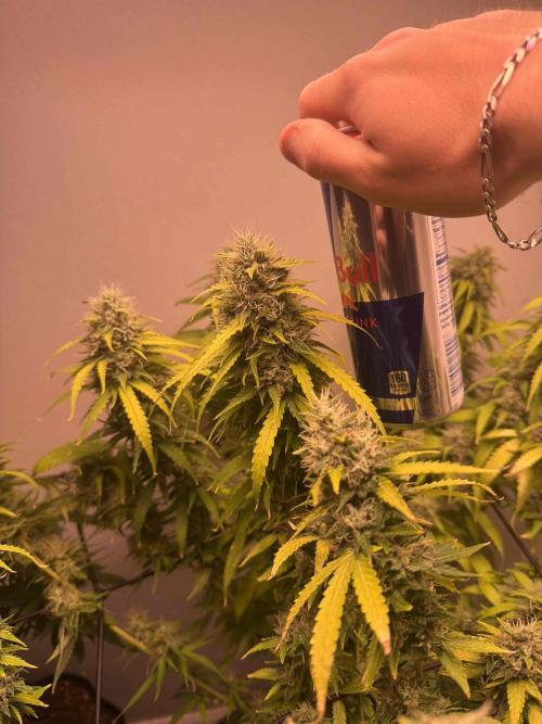 Bagseed run. Week 9