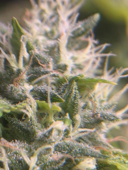 Bagseed run. Week 9