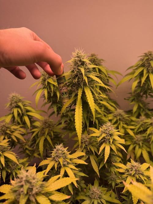 Bagseed run. Week 8