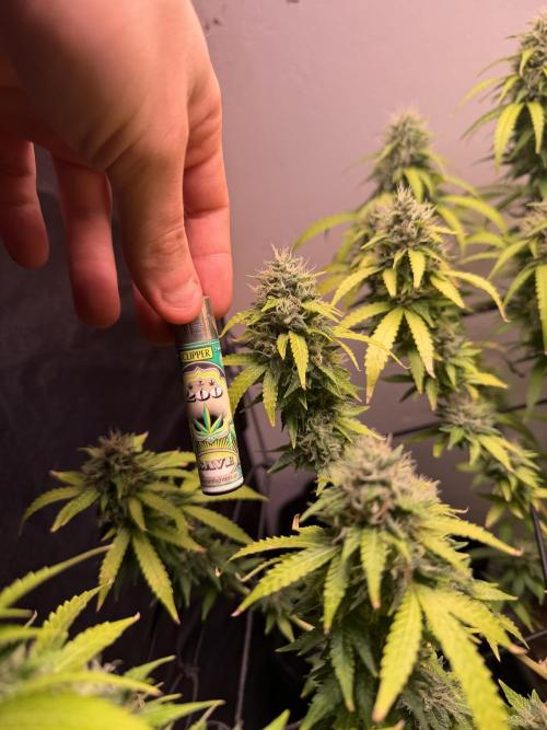 Bagseed run. Week 8