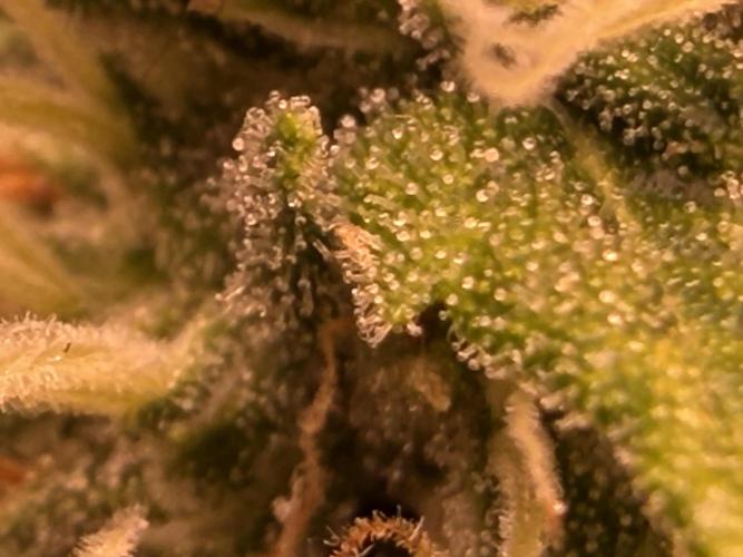 Bagseed run. Week 8