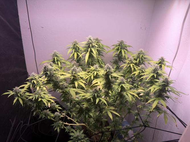 Bagseed run. Week 7