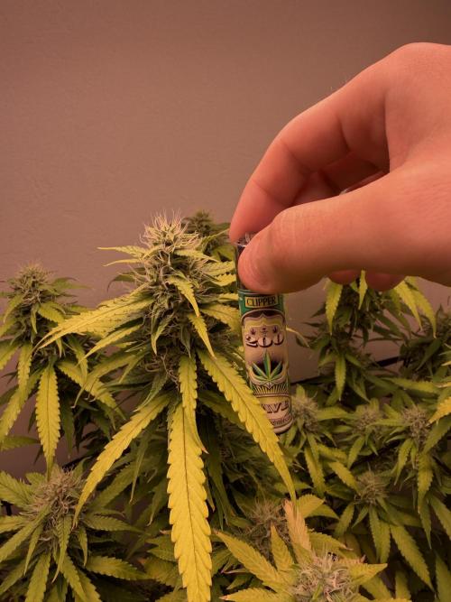 Bagseed run. Week 7