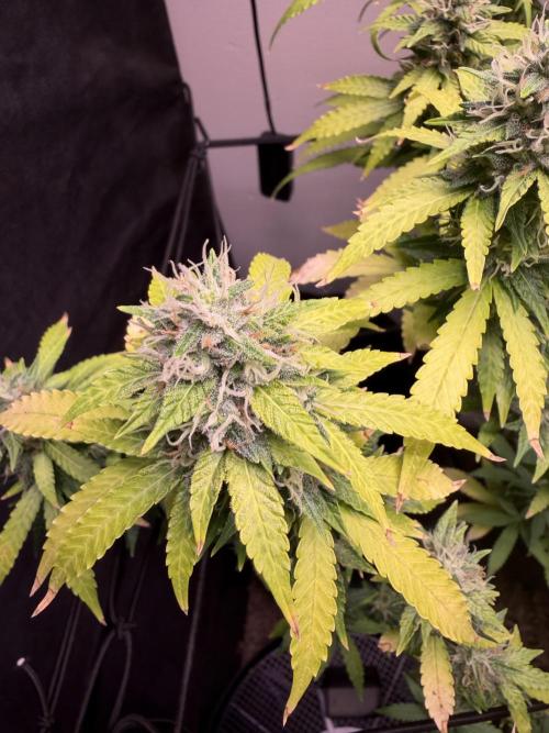 Bagseed run. Week 7