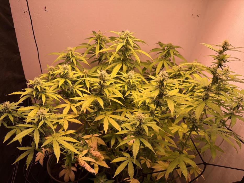 Bagseed run. Week 6