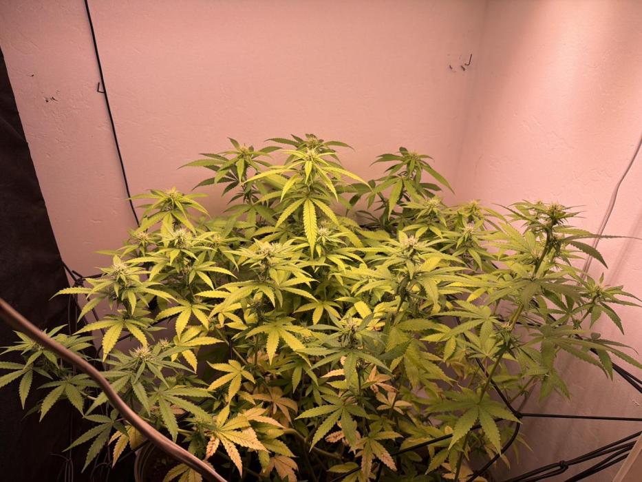 Bagseed run. Week 5