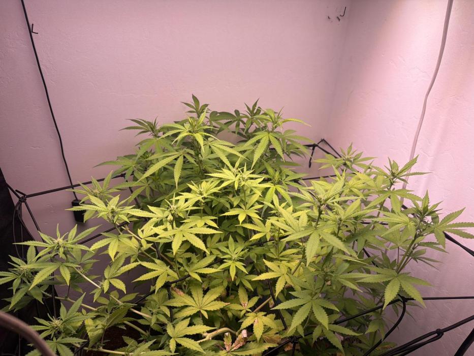 Bagseed run. Week 4