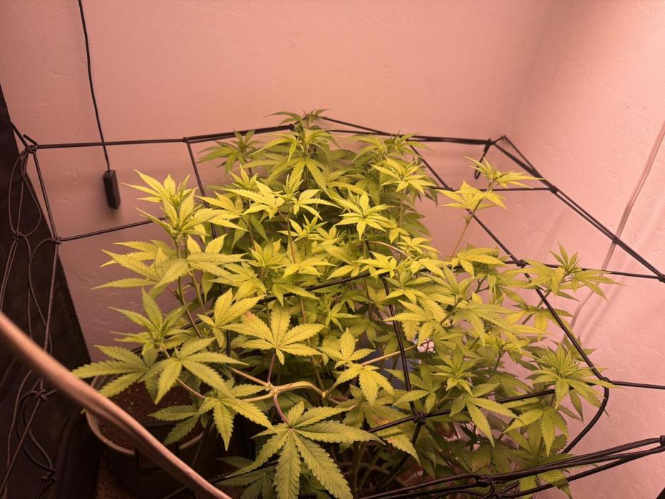 Bagseed run. Week 3