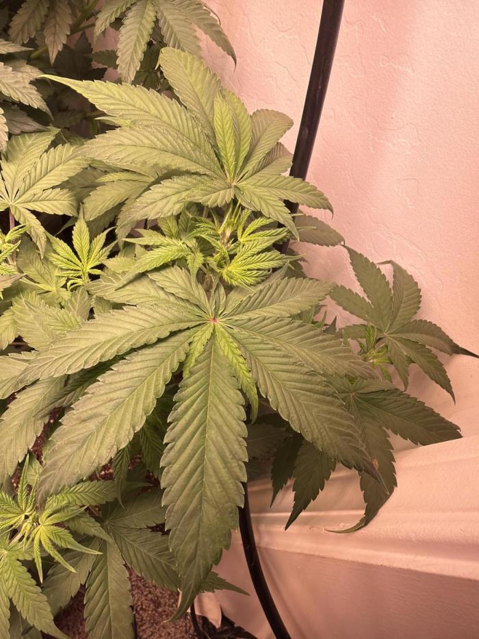 Bagseed run. Week 2