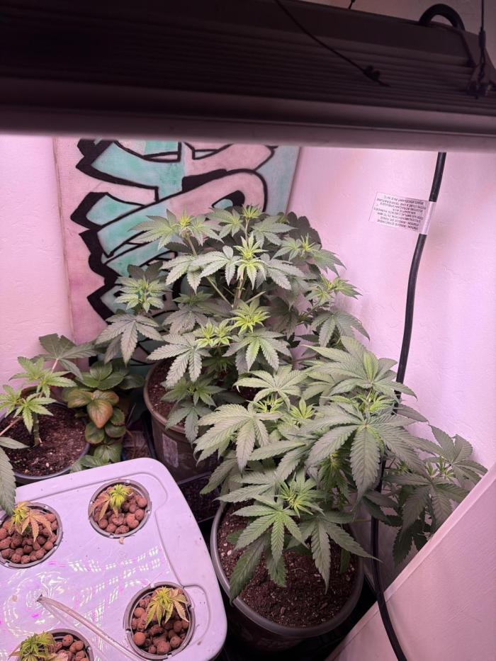 Bagseed run. Week 1