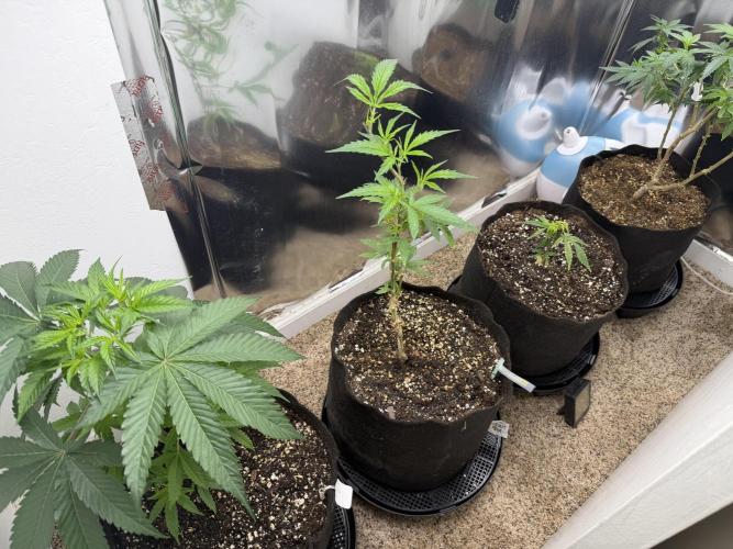Multi-strain. Week 1 - From left to right: og, gdp, and 2 candy apple kush