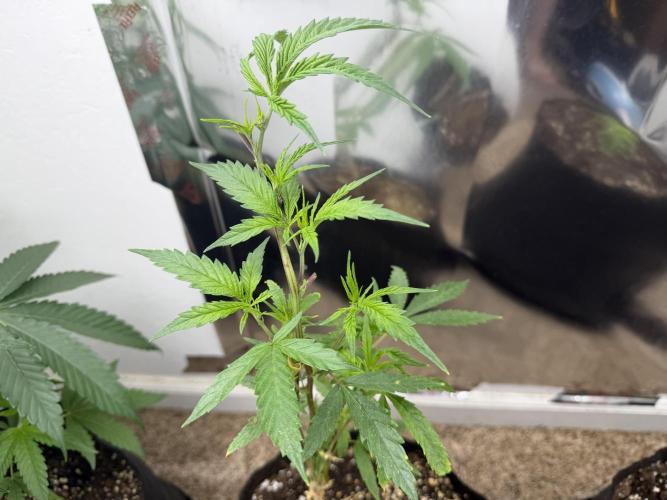Multi-strain. Week 1 - GDP x headwreck 