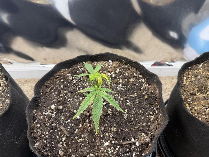 Multi-strain. Week 1 - Candy apple kush x headwreck