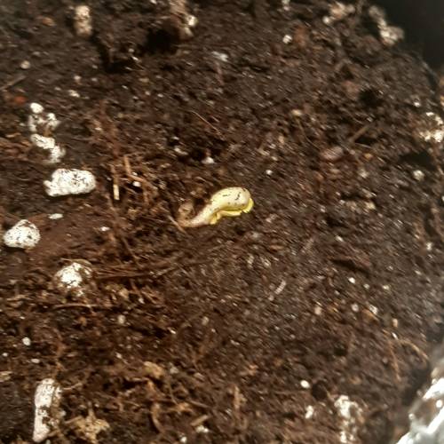 [OUTDOOR]CheeseMobyDickCreamCaramelGoZK. Week 1 - 2CheeseDay1