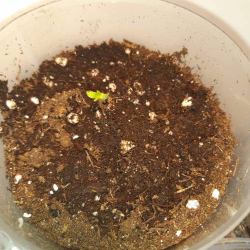 [OUTDOOR]CheeseMobyDickCreamCaramelGoZK. Week 1 - MobyDickDay2