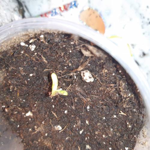 [OUTDOOR]CheeseMobyDickCreamCaramelGoZK. Week 1 - CheeseDay2