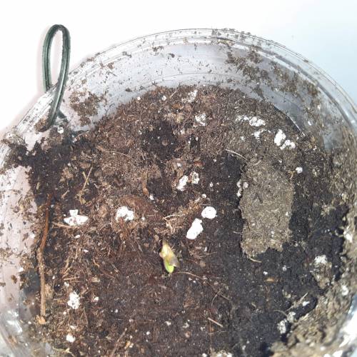 [OUTDOOR]CheeseMobyDickCreamCaramelGoZK. Week 1 - 2CheeseDay2