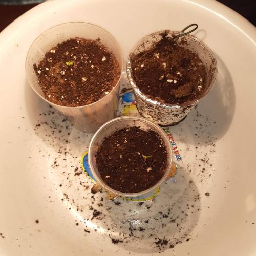 [OUTDOOR]CheeseMobyDickCreamCaramelGoZK. Week 1