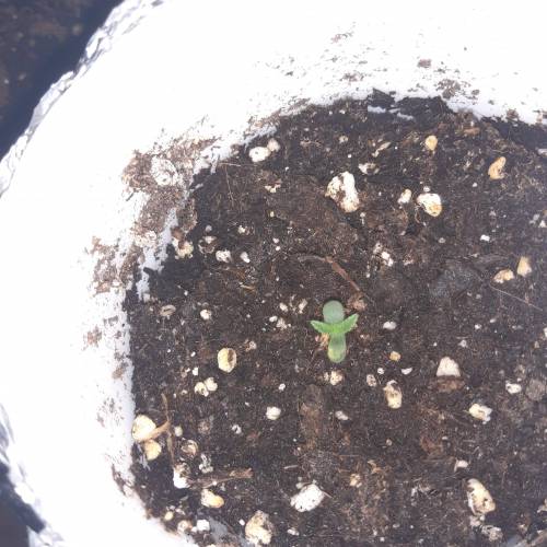 [OUTDOOR]CheeseMobyDickCreamCaramelGoZK. Week 1 - 9DAYS,accidentally broke the root of the gorilla zkittlez and survived, she is strong