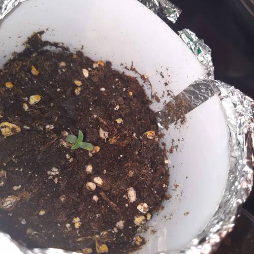 [OUTDOOR]CheeseMobyDickCreamCaramelGoZK. Week 1 - 10DaysGZ