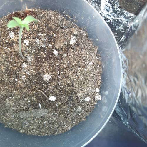 [OUTDOOR]CheeseMobyDickCreamCaramelGoZK. Week 1 - Day3 MobyDick