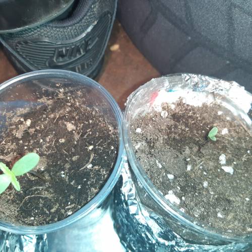 [OUTDOOR]CheeseMobyDickCreamCaramelGoZK. Week 1 - 2 Cheese day 3