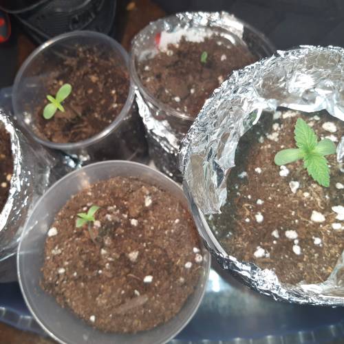 [OUTDOOR]CheeseMobyDickCreamCaramelGoZK. Week 1 - All young plants