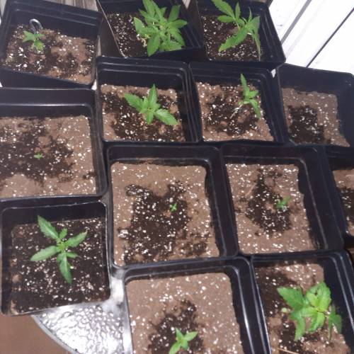 [OUTDOOR]CheeseMobyDickCreamCaramelGoZK. Week 1