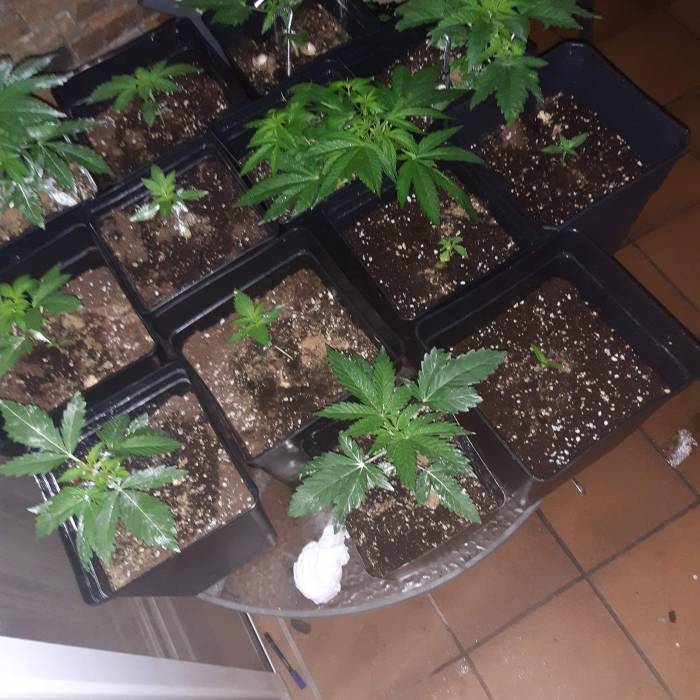 [OUTDOOR]CheeseMobyDickCreamCaramelGoZK. Week 4