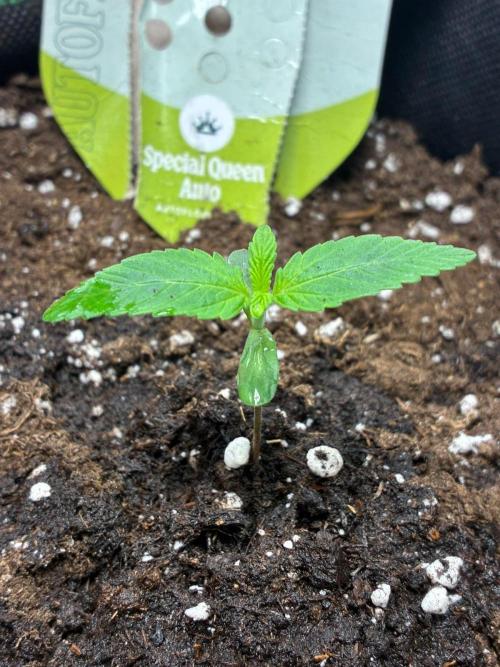 First Timer GROW (Completely Begginner). Week 1 - Special Queen Auto 👑 - First Week 