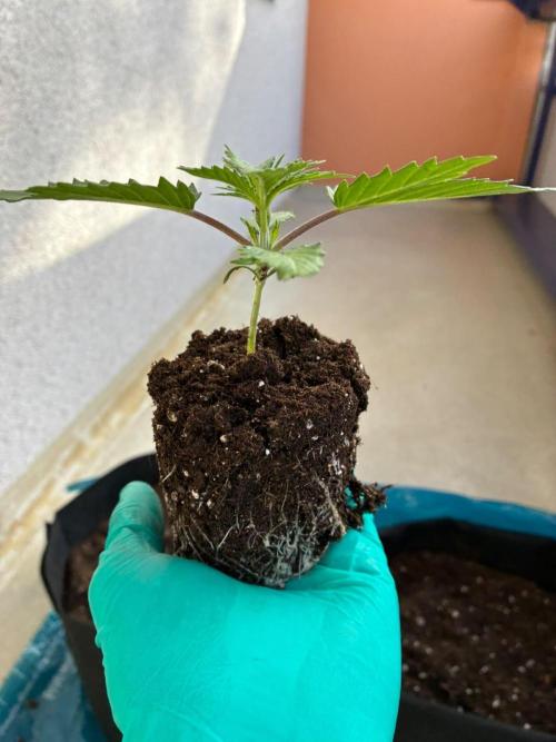 First Time GROW (Completely Beginner). Week 2 - 26/10/2026 - Tropicana Cookies Purple 
14 days.