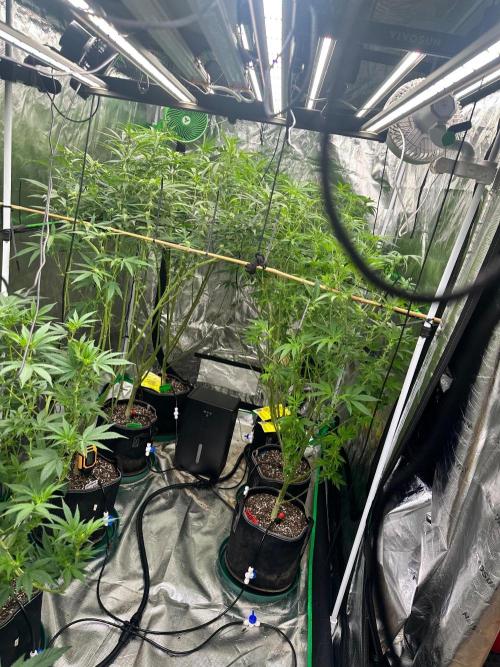 Multi strain. Week 3